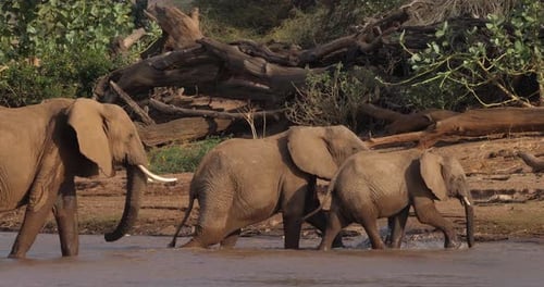 Elefante africano, loxodonta africana, grupo cruzando el río, parque Samburu en Kenia, tiempo real 4K