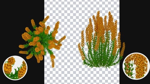 Animated Plant Growth from Top and Front Views