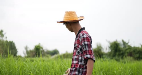 Farmer touching on green leaves rice in field