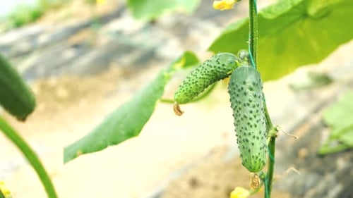 Fresh Ripe Cucumbers Growing in Greenhouse