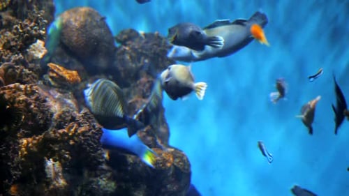 The Amazing World of a Coral Reef. Beautiful Coral Flowers and Tropical Fish. Fishes Swimming