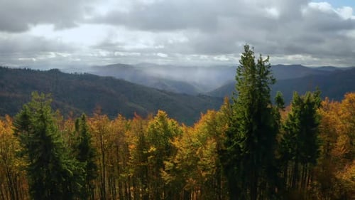 Vista de un paisaje forestal con árboles amarillos desde arriba con un Zumbido dorado otoñal