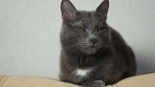 Gray Cat Getting Petted on Head Indoors