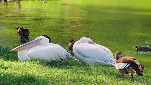 Pelicans And Ducks At A Pond