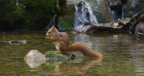 Schönes Eichhörnchen isst Essen bei Stone in the Water