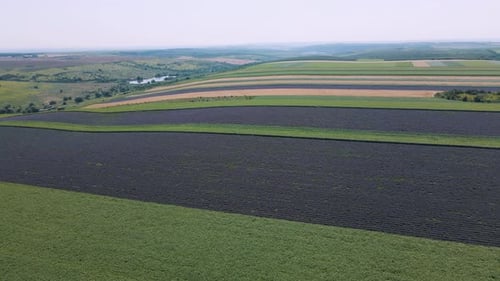 Lavender Field with Blooming Flowers Aerial View Drone Purple Field Summer Sun