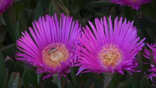 Bee Collecting Pollen From Beautiful Pink Flower