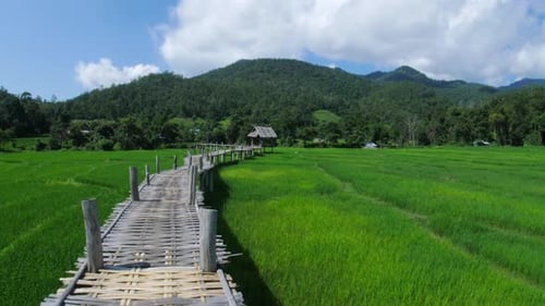 Rice Fields and Bamboo Bridge in Thailand