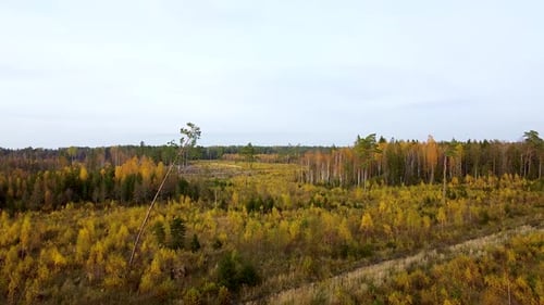 Beautiful aerial footage, flying over colorful autumn forest with yellow birches and firs, wide angl