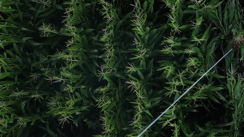 Aerial View of Cornfield Sprinkled with Irrigation System