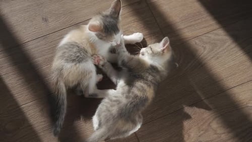 Two Cute Kittens Playing on Wood Floor