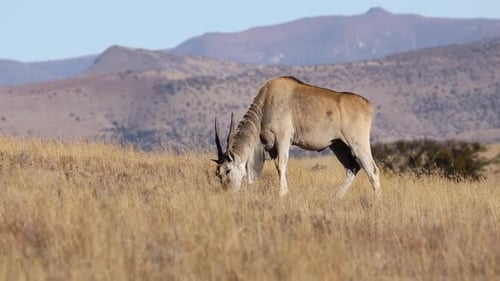 L'antilope éland se nourrit dans les prairies