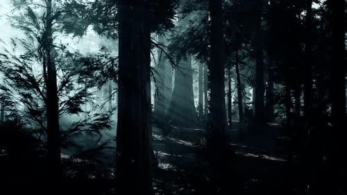 Tronco de árbol negro en un bosque de pinos oscuros
