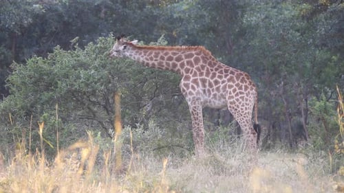 Giraffe isst von einem Baum