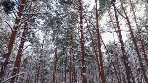 Sunset in the Forest Between the Pine Trees in Wintertime