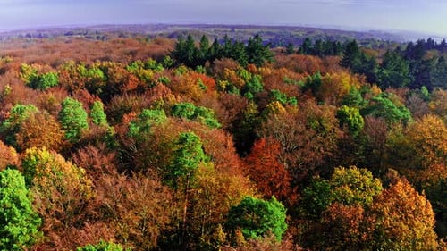 Aerial view of colorful autumn forest, Poland