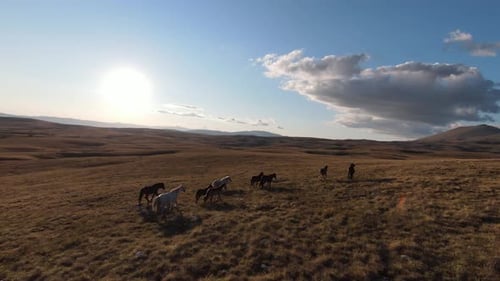 Aerial FPV Drone Shot of a Chasing and Flying Close Around Herd of Wild Horses Running on a Field at