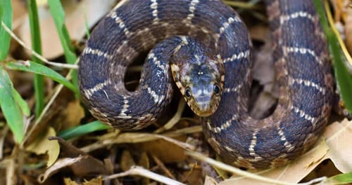 Vidéo statique d'un jeune serpent d'eau à ventre plat Nerodia erythrogaster. La vue de la caméra est de face