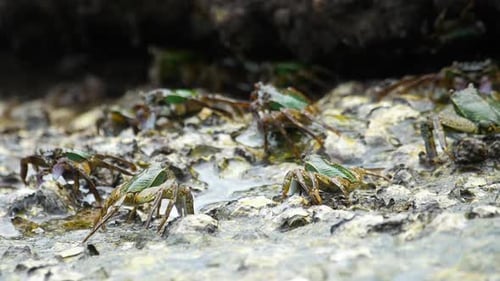 Krabben auf dem Felsen am Strand