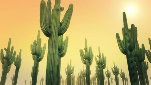 Seamless Loop Flying Through Desert Cactus Field