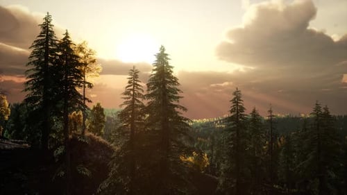 Pine Forest with the Last of the Sun Shining