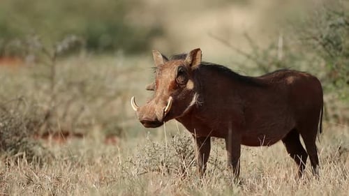 Alert Warthog In Natural Habitat