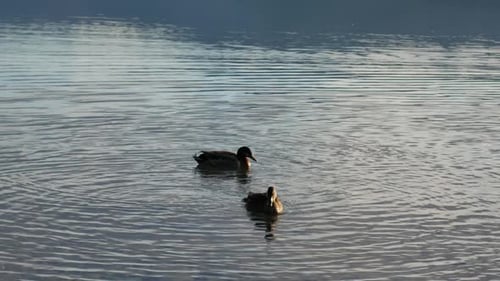 Two mallard ducks swim