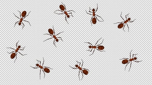 10 Red Ants - Passing Screen - Top View
