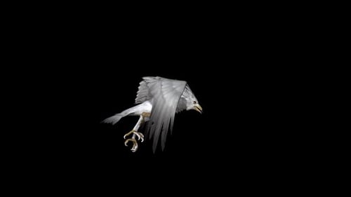 Realistic White Bird Flying Animation