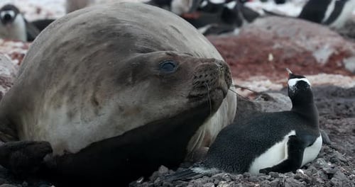 MS Elephant seal (Mirounga leonina) with gentoo penguin (Pygoscelis papua) at Waterboat Point / Anta