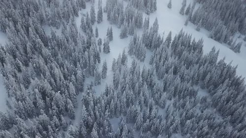 Aerial drone view of mountain winter forest Trees Covered with Snow