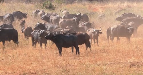 African Buffalo, syncerus caffer, Herd standing in Savannah, Tsavo Park in Kenya, Real Time 4K