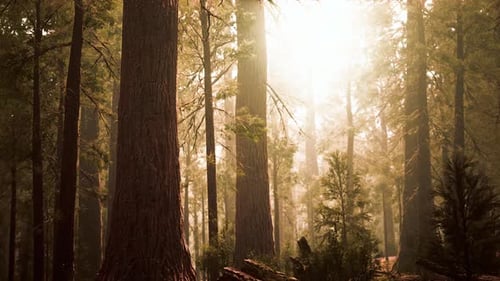 Séquoias géants dans la forêt de séquoias