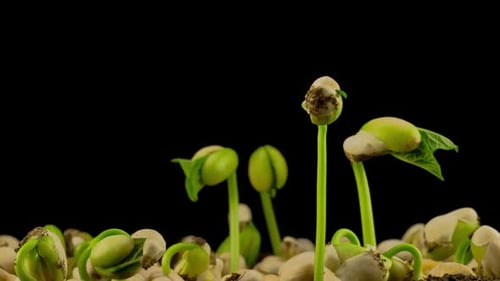 Bean Sprouts Germination and Growth Time-Lapse