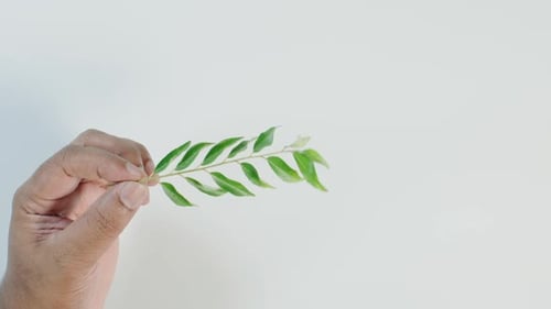 Curry Leaves Branch In Hand 2