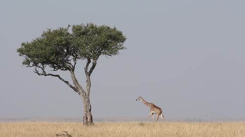 Masai Giraffe Walking On Plains Of Masai Mara National Reserve