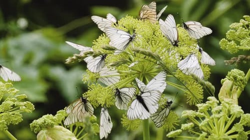 Aporia crataegi, Black Veined White butterflies on the plant