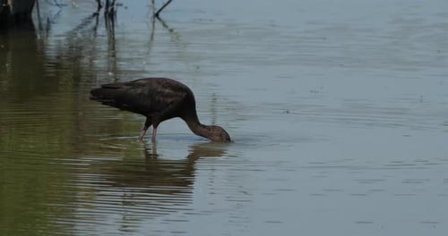 Glossy ibis, Plegadis falcinellus, Camargue, France