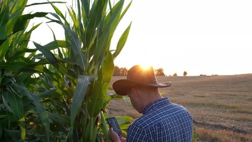 Adult Using Phone in Cornfield at Sunset