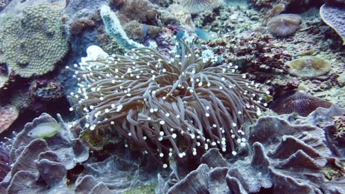 Sea Anemone with Tentaclesing.