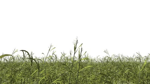 Gras-Bordüre