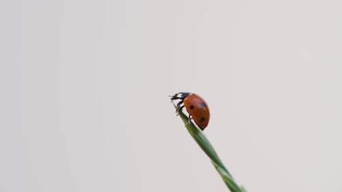 Ladybug Close Up on Green Plant