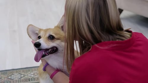 Girl Pets Adorable Corgi Dog