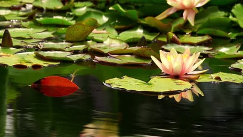 Lotus Flowers On Lake Water 19
