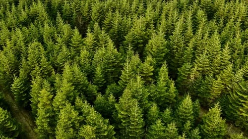 Forêt paisible