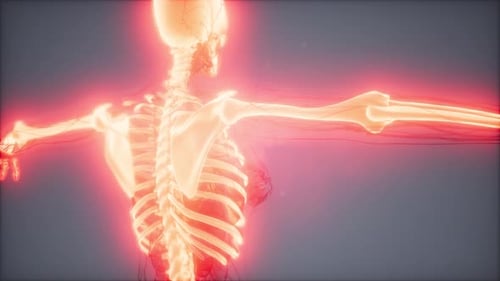 3D Medical Visualization of Human Skeleton with Glowing Energy