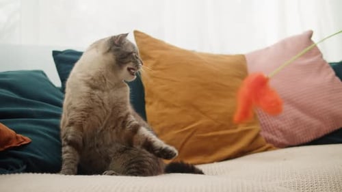 Playful Tabby Cat Playing with Toy on Couch