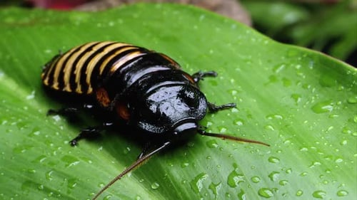 Macro of a Hissing Cockroach on a Leaf