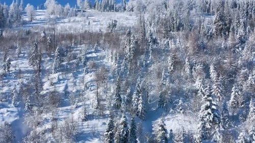 Rising Above of a Fabulous Snowcovered Forest on the Slopes of the Mountains