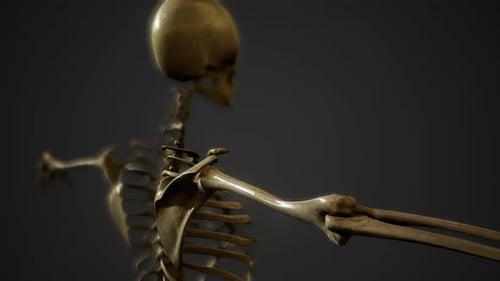 3D Human Skeleton Arm and Shoulder Rotation Anatomy